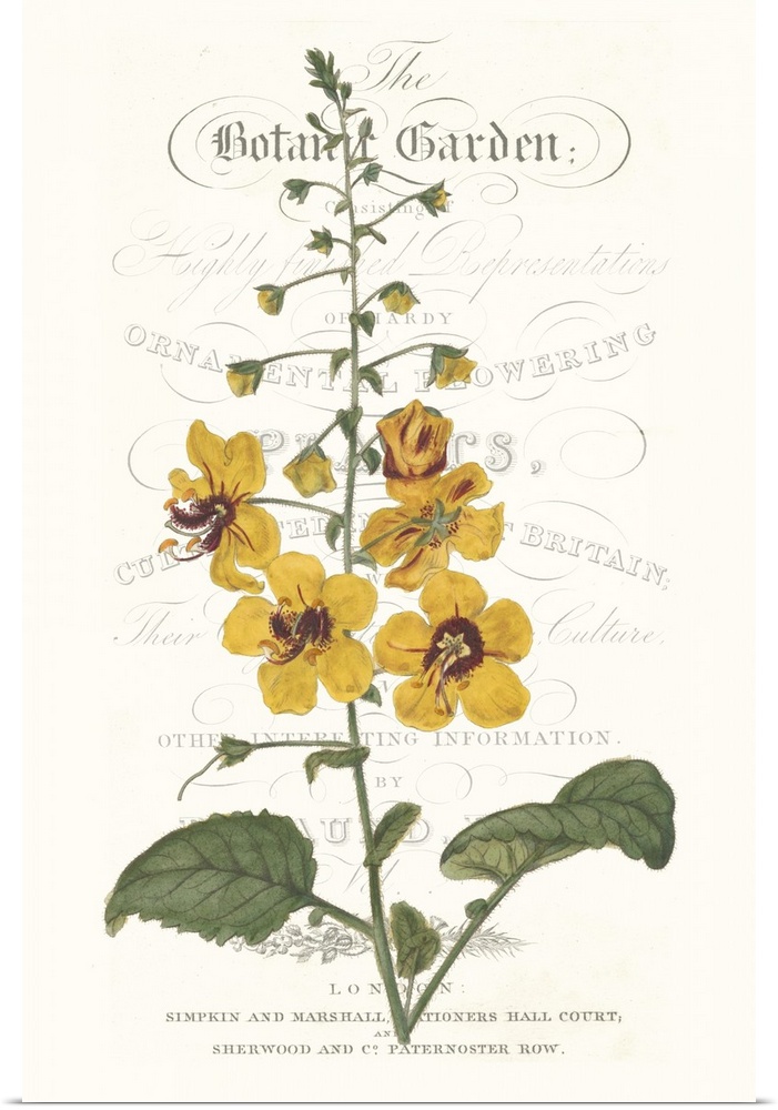 This botanical illustration features a yellow flower over decorative text on a neutral background.