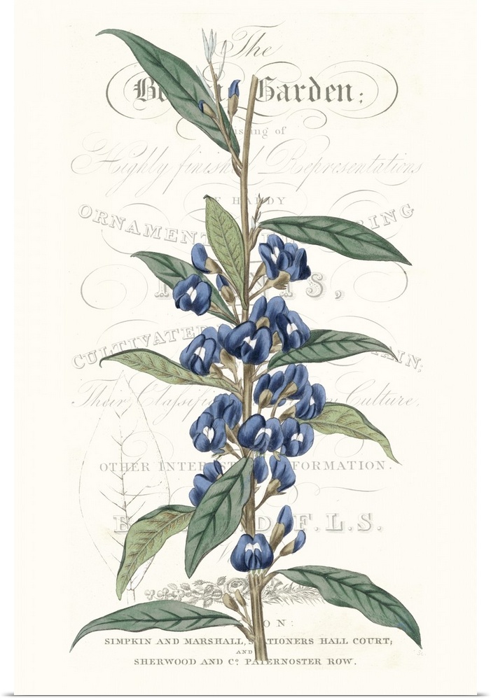 This botanical illustration features a blue flower over decorative text on a neutral background.