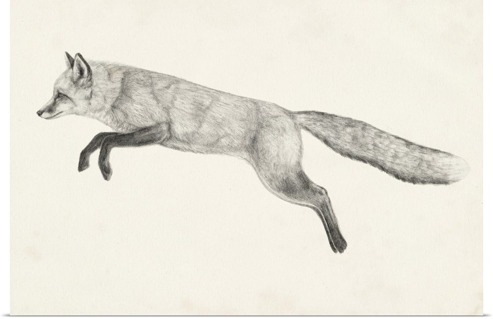 Graphite drawing of a fox leaping through the air.