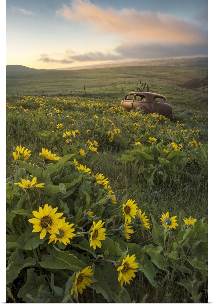 An abandoned car rests in a tranquil field full of sunflowers in this serene photo.