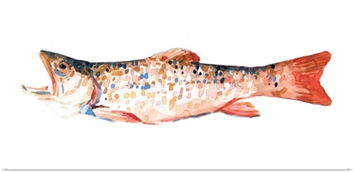 Freckled Trout I