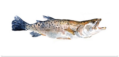 Freckled Trout II