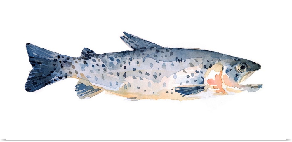 Freckled Trout IV