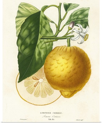 French Lemon Botanical I