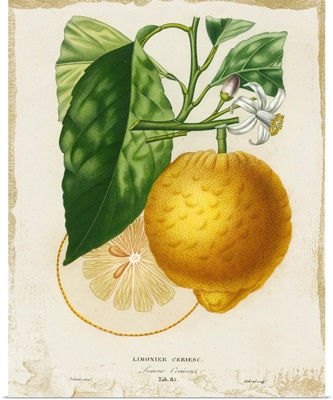 French Lemon I