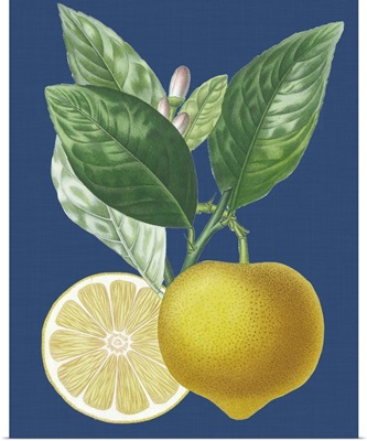 French Lemon on Navy II