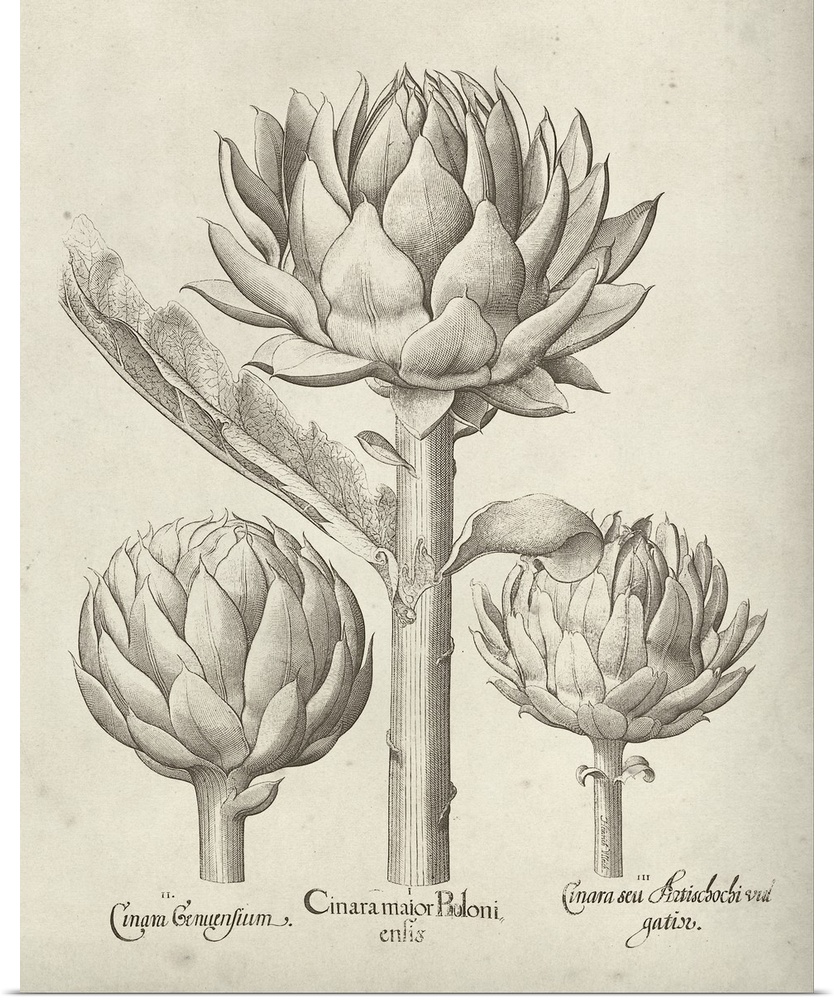 Vintage-inspired botanical illustration of an artichoke.