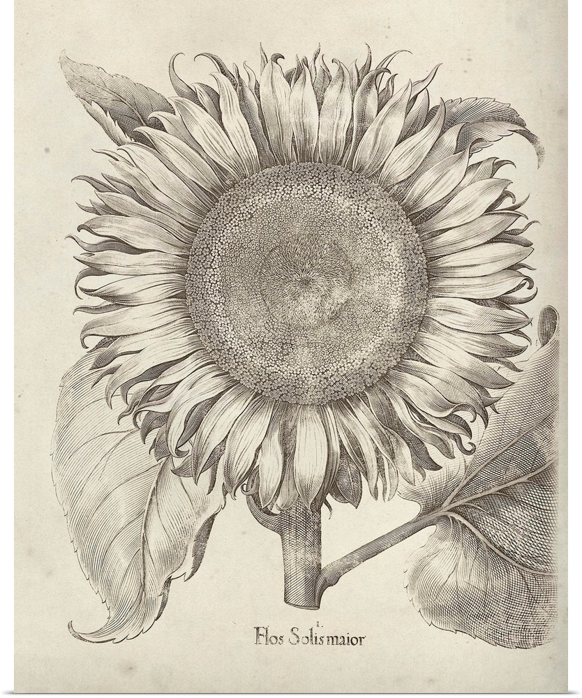 Vintage-inspired botanical illustration of a sunflower.