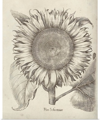 Fresco Sunflower I