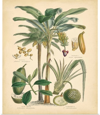 Fruitful Palm II
