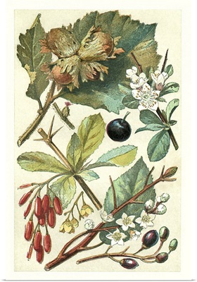 Fruits and Foliage V