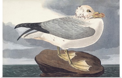 Fulmar Petral