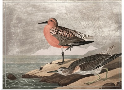 Gilded Sandpipers I