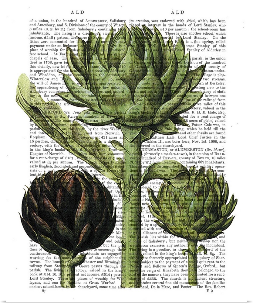 Botanical illustration of artichokes painted over a vintage dictionary page.