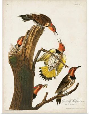 Gold-Winged Woodpecker