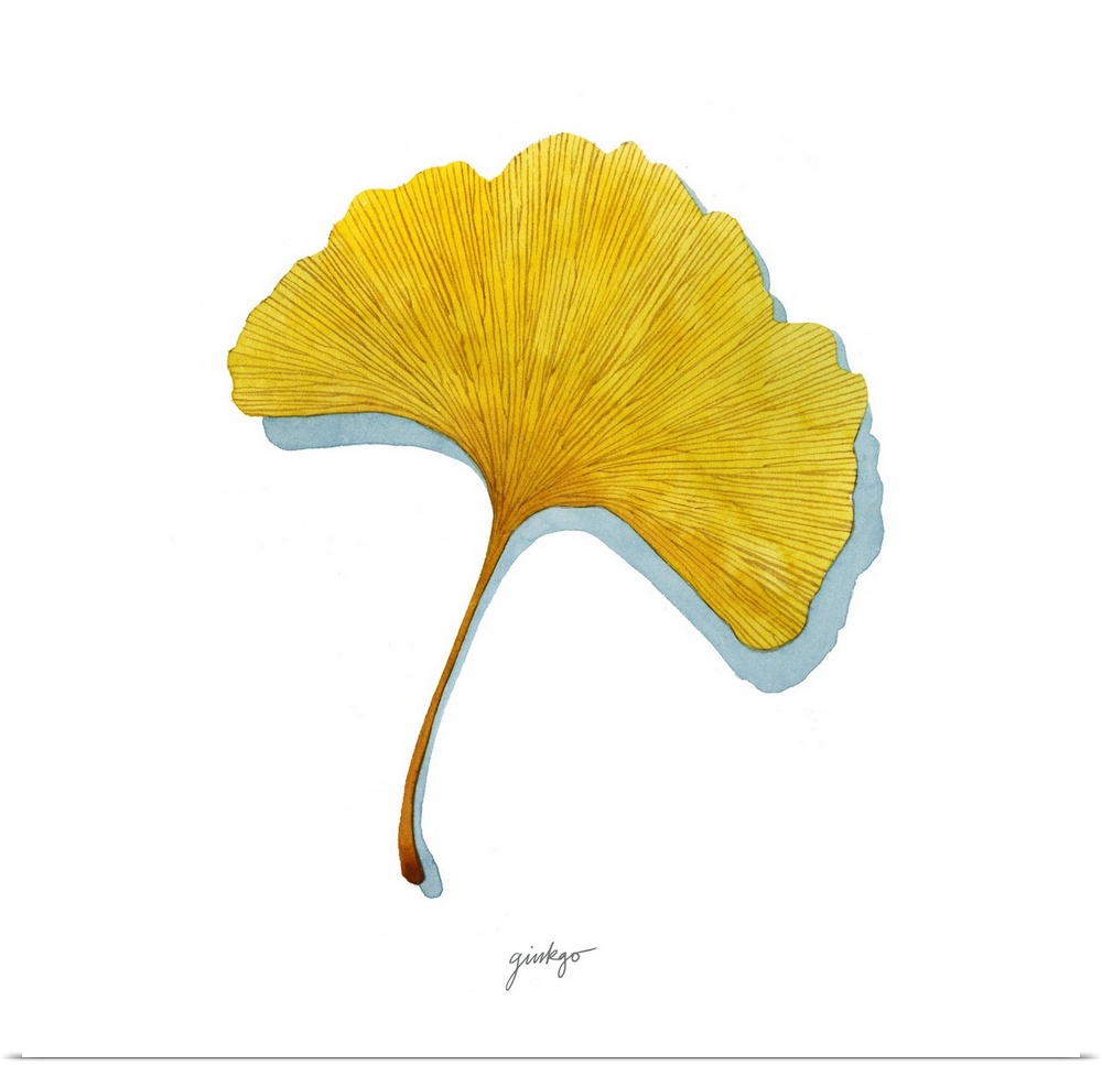 A simple contemporary illustration of a single yellow ginkgo leaf on a white background