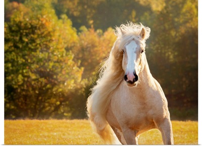 Golden Lit Horse IV