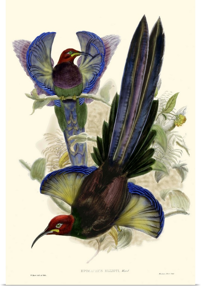 Gould Bird of Paradise III