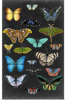 Graphic Butterfly Taxonomy I