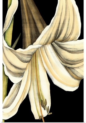Graphic Lily IV