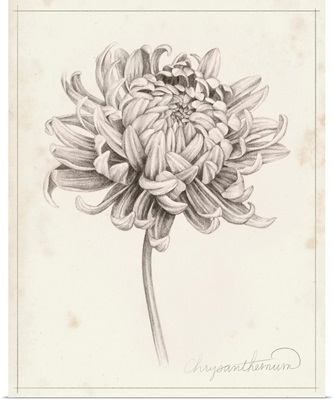 Graphite Chrysanthemum Study I