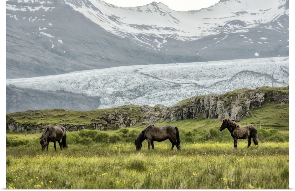 Photograph of brown horses grazing in a grassy field with snowy mountains in the background.
