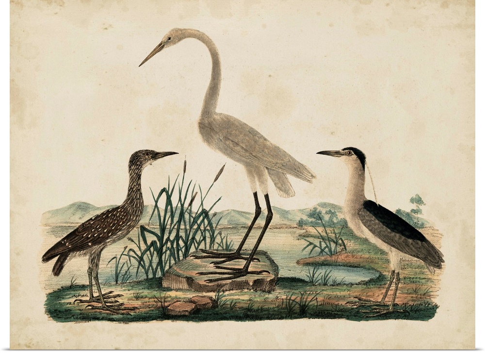 Contemporary artwork of a vintage stylized scientific illustration of birds.