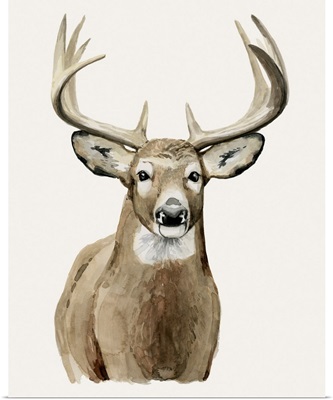 Handsome Whitetail II