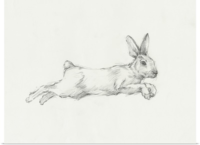 Hare Pencil Study I