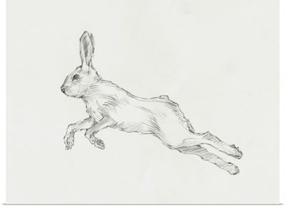Hare Pencil Study II