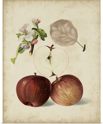 Harvest Apples I