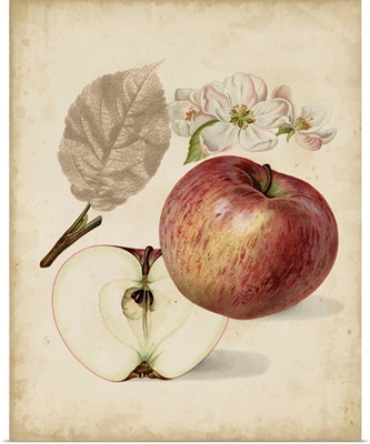 Harvest Apples II