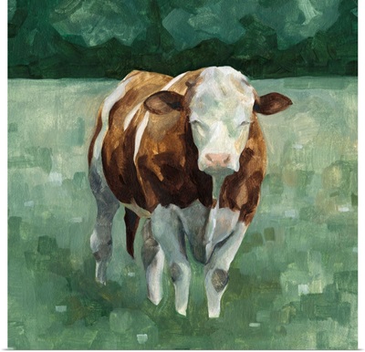 Hereford Cattle II