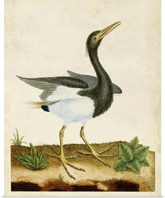 Heron Portrait V