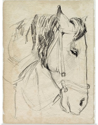 Horse In Bridle Sketch I