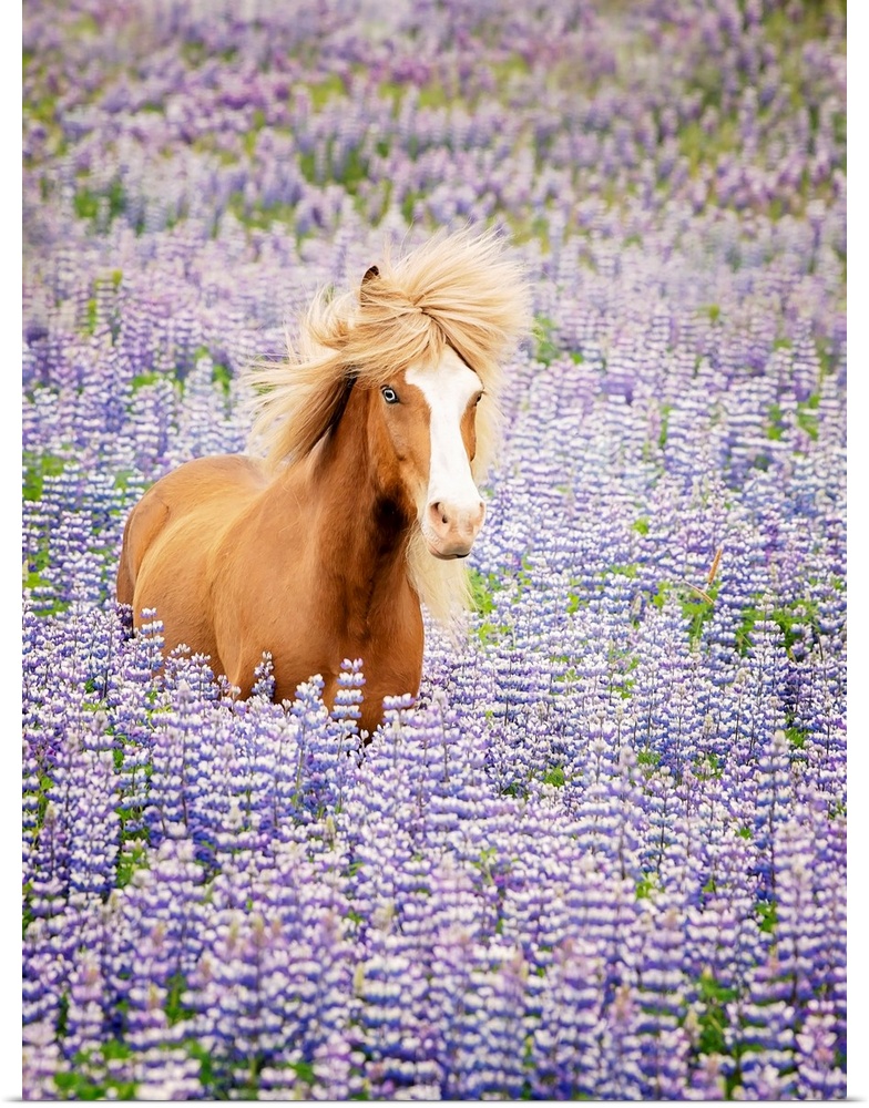Horse In Lavender I