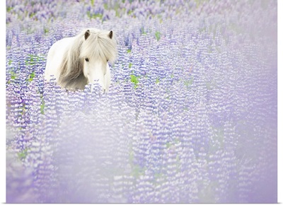Horse In Lavender II