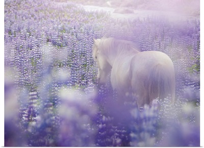 Horse In Lavender IV