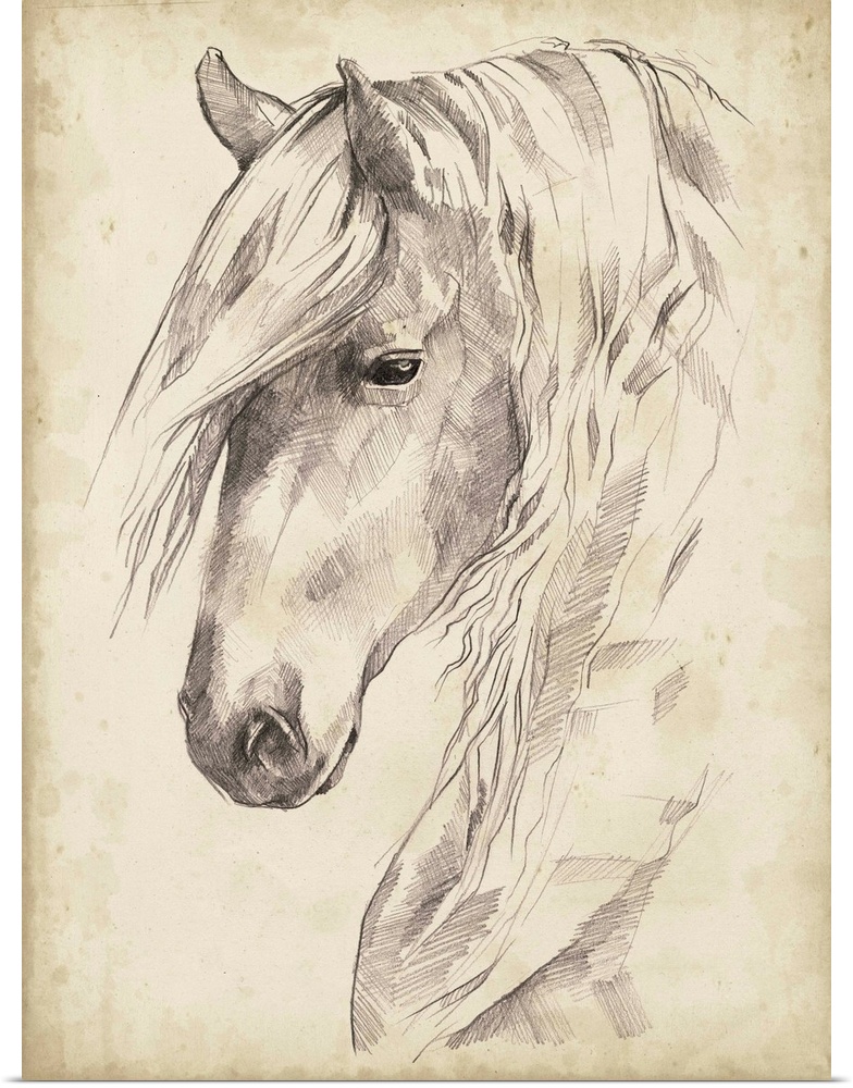 Horse Portrait Sketch II