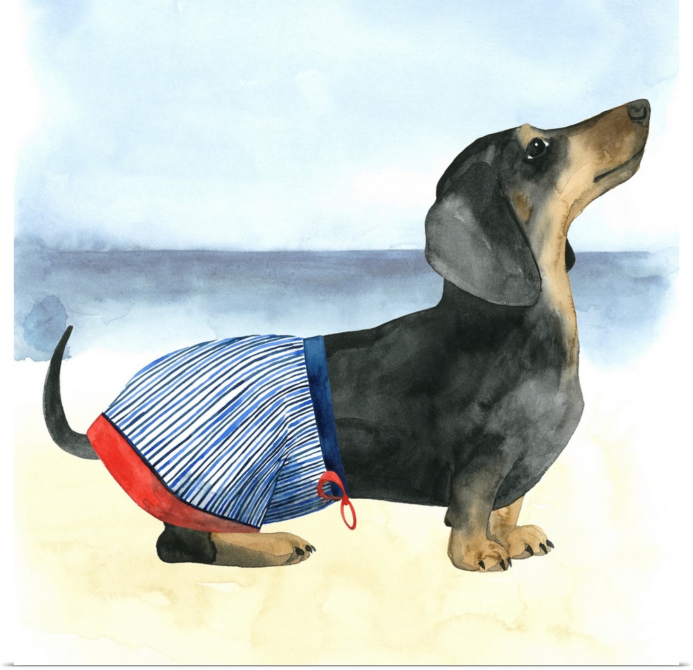 Square watercolor painting of a Dachshund wearing a bathing suit on the beach.