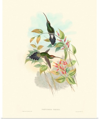 Hummingbird Delight I