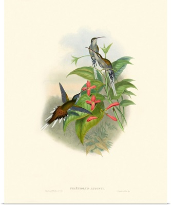 Hummingbird Delight IV