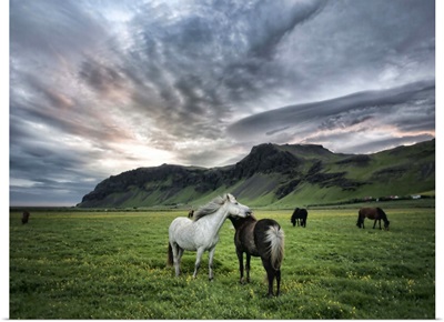 Icelandic Horses IX