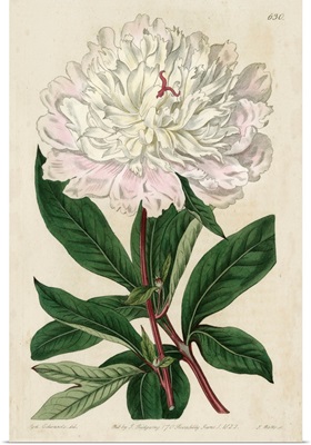 Imperial Floral I