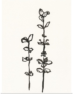 Ink Botanical Sketch VIII