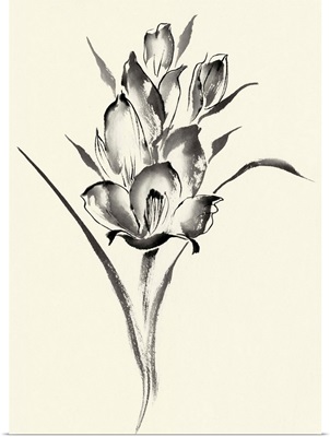 Ink Wash Floral II - Gladiolus