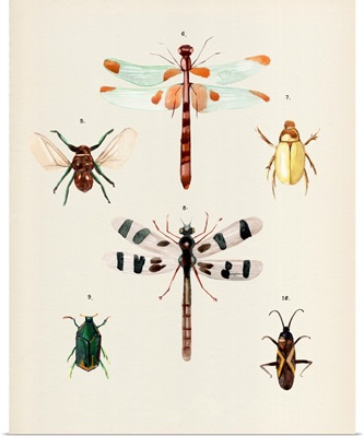 Insect Varieties II