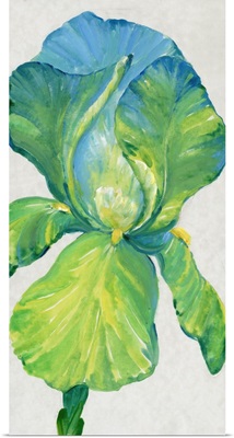 Iris Bloom In Green II