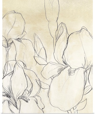 Iris Garden Sketch I