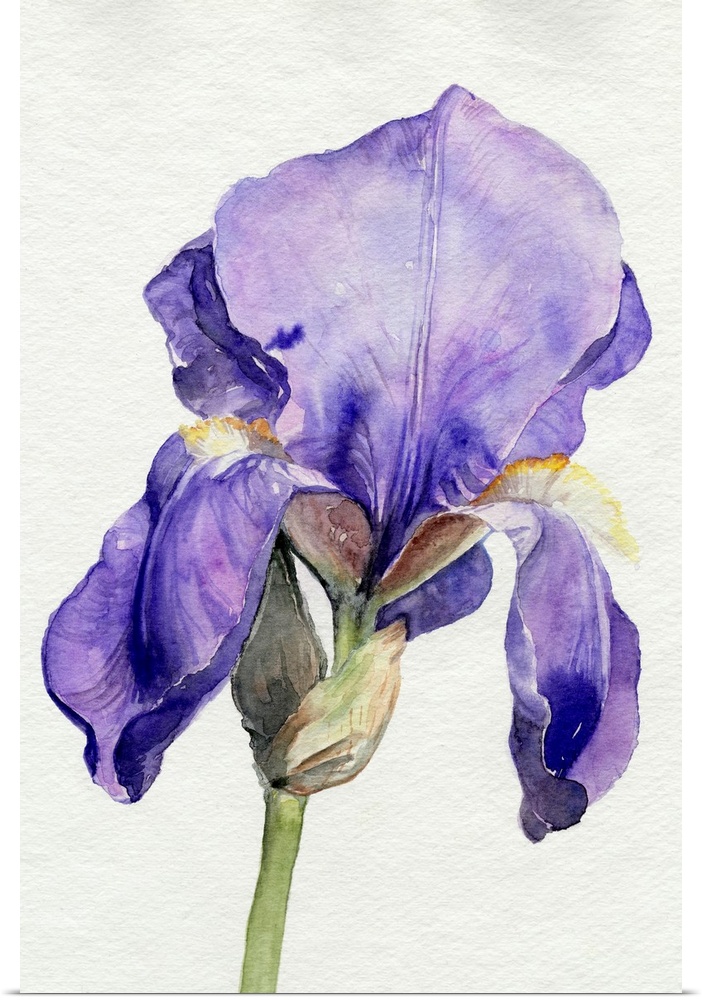 Iris In Bloom I
